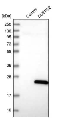 Western Blot: DUSP22 Antibody [NBP1-83078]