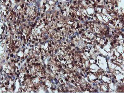 Immunohistochemistry-Paraffin: DUSP23 Antibody (OTI3C10) [NBP2-01507]