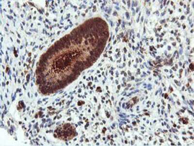 Immunohistochemistry-Paraffin: DUSP23 Antibody (OTI3C10) [NBP2-01507]
