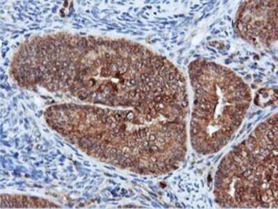 Immunohistochemistry: DUSP23 Antibody (OTI3C10) - Azide and BSA Free [NBP2-71976]
