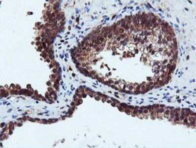 Immunohistochemistry: DUSP23 Antibody (OTI3C10) - Azide and BSA Free [NBP2-71976]
