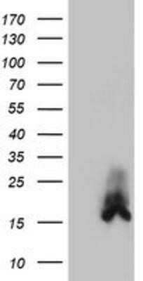 Western Blot: DUSP23 Antibody (OTI3C10)Azide and BSA Free [NBP2-71976]