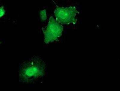 Immunocytochemistry/ Immunofluorescence: DUSP23 Antibody (OTI3C10) [NBP2-01507]