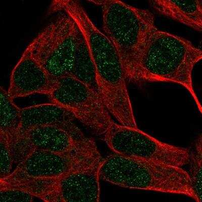 Immunocytochemistry/ Immunofluorescence: DUSP26 Antibody [NBP2-33880]