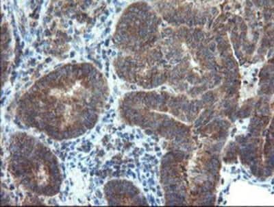 Immunohistochemistry-Paraffin: DUSP27/DUPD1 Antibody (OTI7E4) [NBP2-03339]
