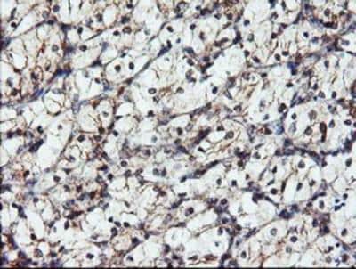 Immunohistochemistry-Paraffin: DUSP27/DUPD1 Antibody (OTI7E4) [NBP2-03339]