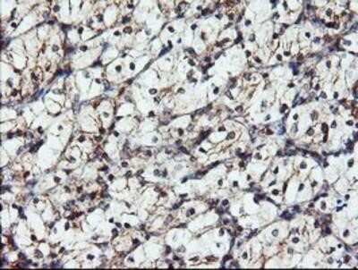 Immunohistochemistry: DUSP27/DUPD1 Antibody (OTI7E4) - Azide and BSA Free [NBP2-72503]