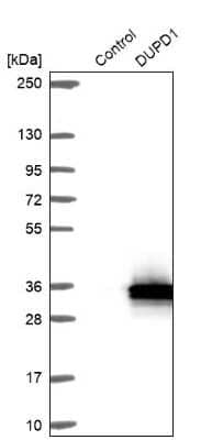 Western Blot: DUSP27/DUPD1 Antibody [NBP1-84040]