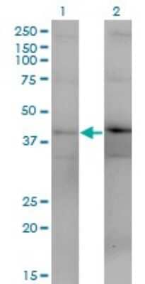 Western Blot: DUSP4 Antibody (1D12) [H00001846-M08]