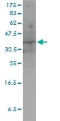 Western Blot: DUSP4 Antibody (3D6-G6) [H00001846-M01]