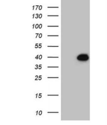 Western Blot: DUSP4 Antibody (OTI7C11)Azide and BSA Free [NBP2-70610]