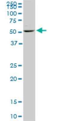 Western Blot: DUSP5 Antibody (2F3) [H00001847-M04]
