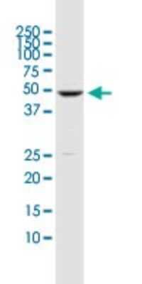 Western Blot: DUSP5 Antibody (2F3) [H00001847-M04]