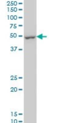 Western Blot: DUSP5 Antibody (4C8) [H00001847-M03]