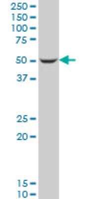 Western Blot: DUSP5 Antibody (6D1) [H00001847-M05]