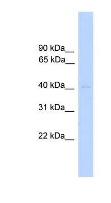 Western Blot: DUSP5 Antibody [NBP1-79717]