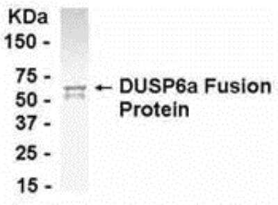 Western Blot: MKP-3/DUSP6 AntibodyBSA Free [NB120-19115]