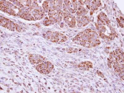 Immunohistochemistry-Paraffin: DUSP7 Antibody [NBP1-31232]