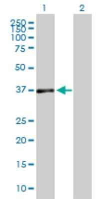 Western Blot: DUSP7 Antibody [H00001849-B01P]