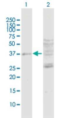 Western Blot: DUSP7 Antibody [H00001849-D01P]