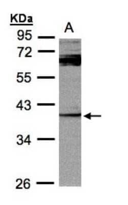 Western Blot: DUSP7 Antibody [NBP1-31232]