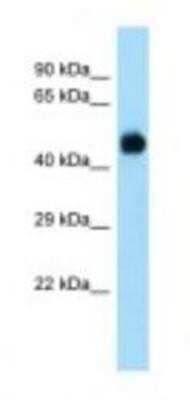 Western Blot: DUSP7 Antibody [NBP1-98424]