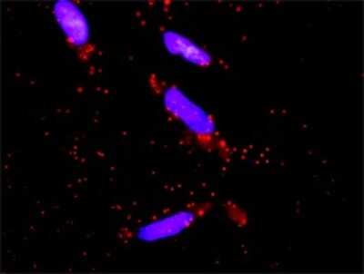 Proximity Ligation Assay: DUSP9 Antibody (2E3) [H00001852-M04]