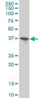 Western Blot: DUSP9 Antibody (2E3) [H00001852-M04]