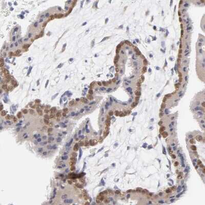 Immunohistochemistry-Paraffin: DUSP9 Antibody [NBP1-82641]