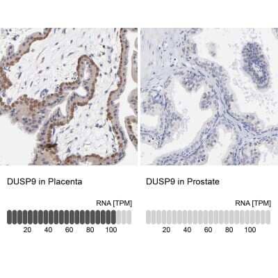 Immunohistochemistry-Paraffin: DUSP9 Antibody [NBP1-82641]