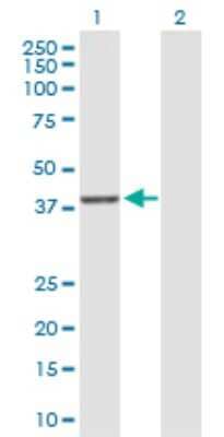 Western Blot: DUSP9 Antibody [H00001852-D01P]