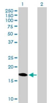 Western Blot: DUX3 Antibody [H00026582-B01P]