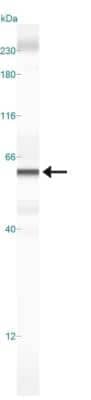 Simple Western: DUX4 Antibody (P4H2)BSA Free [NBP1-49552]