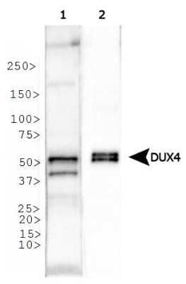 Western Blot: DUX4 Antibody (P4H2)BSA Free [NBP1-49552]