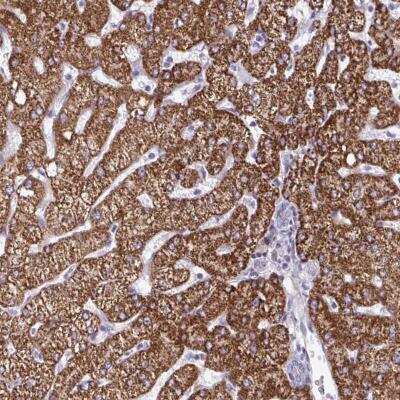 Immunohistochemistry-Paraffin: DUXA Antibody [NBP2-32452]