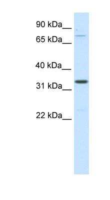 Western Blot: DUXBL1 Antibody [NBP2-88836]