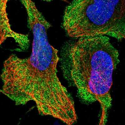 Immunocytochemistry/ Immunofluorescence: DXO Antibody [NBP2-47478]