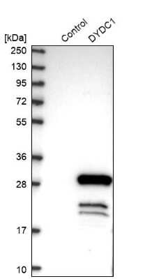 Western Blot: DYDC1 Antibody [NBP1-88779]