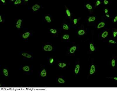 Immunocytochemistry/ Immunofluorescence: DYDC2 Antibody (101) [NBP2-90258]