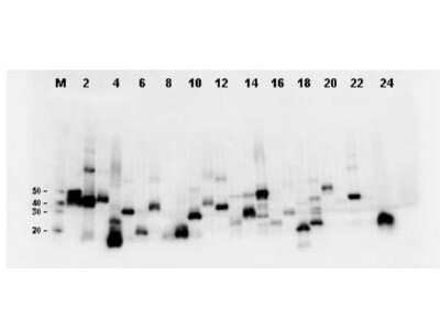 Western Blot: DYKDDDDK Epitope Tag Antibody (29E4.G7) [NBP1-97410]