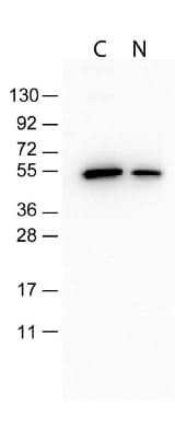 Western Blot: DYKDDDDK Epitope Tag Antibody (29E4.G7) [NBP1-97410]
