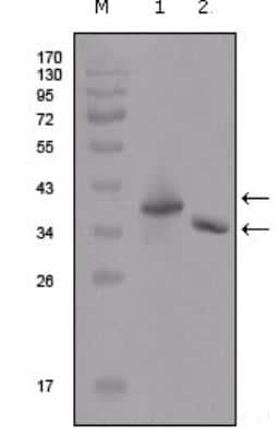 Western Blot: DYKDDDDK Epitope Tag Antibody (2F11G1)BSA Free [NBP2-37680]