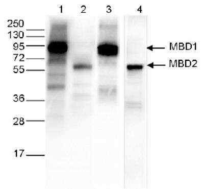 Western Blot: DYKDDDDK Epitope Tag Antibody (C.15200054) [NBP2-59146]