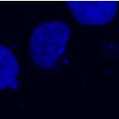 Immunocytochemistry/ Immunofluorescence: DYKDDDDK Epitope Tag Antibody (F-tag-01) - BSA Free [NB500-554]