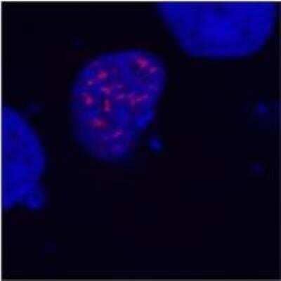 Immunocytochemistry/ Immunofluorescence: DYKDDDDK Epitope Tag Antibody (F-tag-01) - BSA Free [NB500-554]