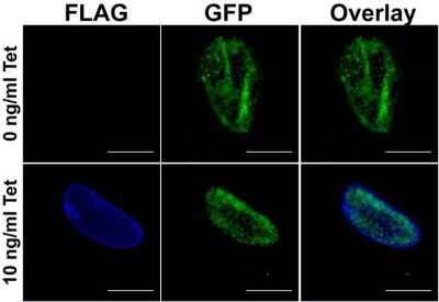 Immunocytochemistry/ Immunofluorescence: DYKDDDDK Epitope Tag Antibody (FG4R) - Azide and BSA Free [NBP2-37823]