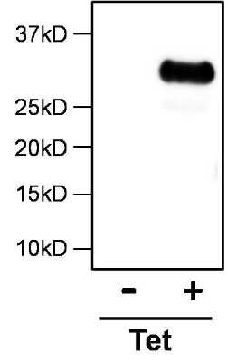 Immunoprecipitation: DYKDDDDK Epitope Tag Antibody (FG4R) - Azide and BSA Free [NBP2-37823]