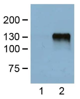 Western Blot: DYKDDDDK Epitope Tag Antibody (FG4R)Azide and BSA Free [NBP2-37823]