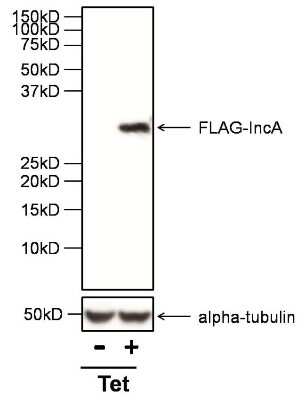 Western Blot: DYKDDDDK Epitope Tag Antibody (FG4R)Azide and BSA Free [NBP2-37823]