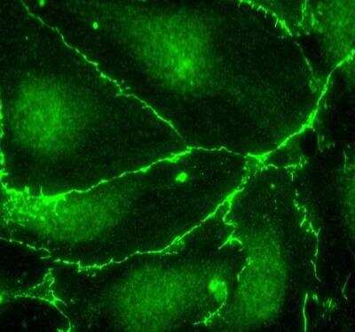 Immunocytochemistry/ Immunofluorescence: DYKDDDDK Epitope Tag Antibody - BSA Free [NB600-344]